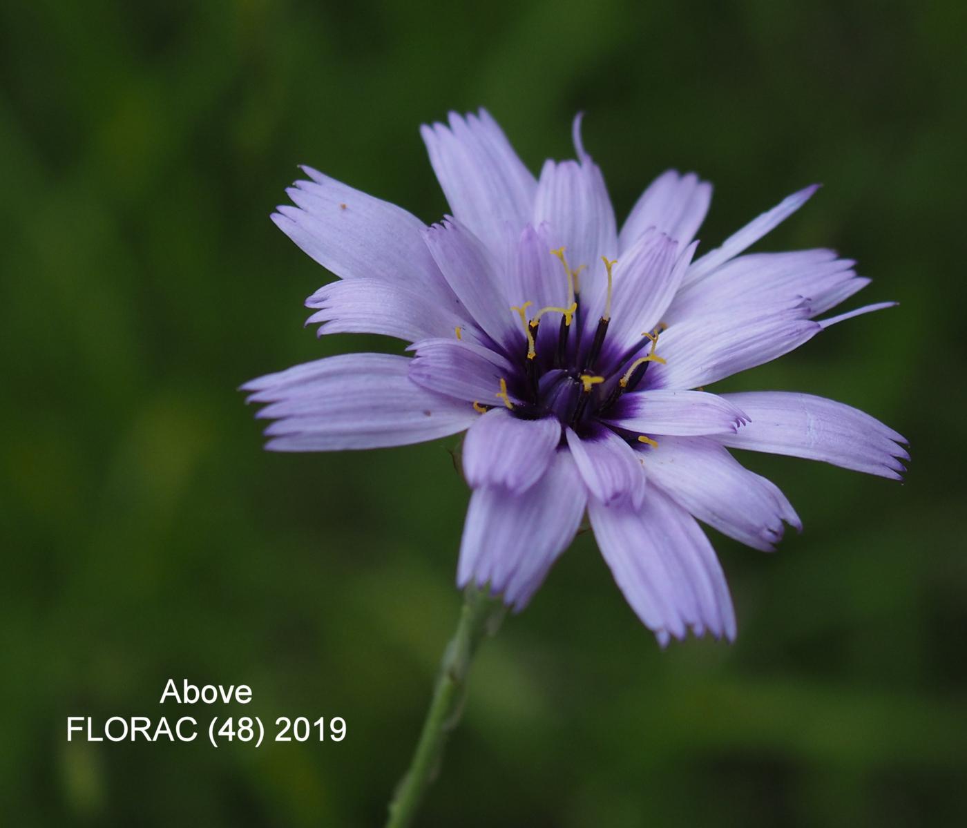 Cupid's Darts flower